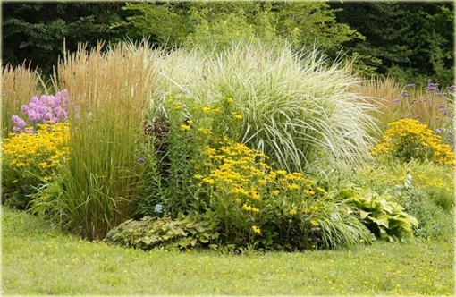 Kłosówka wełnista Holcus lannatus variegata